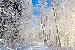 Winter species of snow-covered tree branches against a blue clear frosty sky.