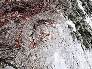 Winter specific background red icecovered winter flowers