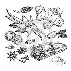 Winter spice vector drawing. Flavoring seeds and herbs for christmas food and drinks.