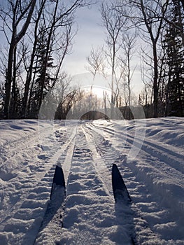 Winter sport X-country skis in sunny forest tracks