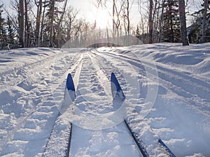 Winter sport X-country skis in sunny forest tracks