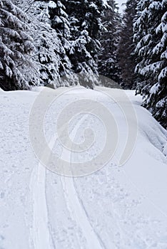 Winter sport, cross-country skiing trail, loipe in a forest