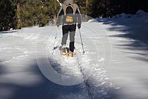 Winter sports. Nordic Walking