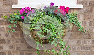 Winter and spring flowering hanging basket with trailing ivy cyclamens