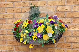 Winter and spring flowering hanging basket with trailing ivy pan