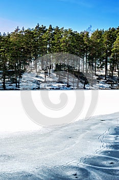 Winter/spring forest with ornament on frozen lake. Outdoors.