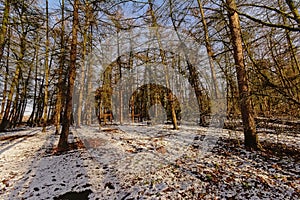 Winter spruce forest with snow on the floor on a sunny winter day
