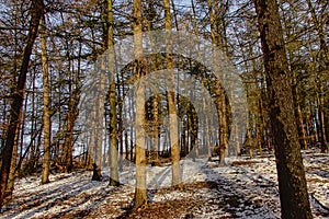 Winter spruce forest with snow on the floor on a sunny winter day