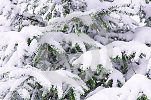 Winter spruce needle branches foliage under snow December forest local scenic view background