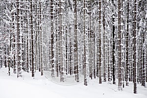 Winter spuce forest