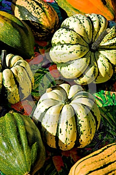 Winter Squash