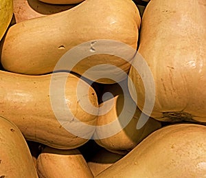 Winter squash, Butternut variety, ornamental gourd