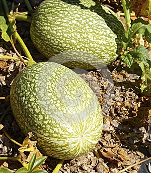 The winter squash closeup