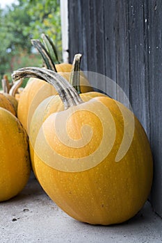 Winter squash, creeping plant, round, oblate, oval shape cucurbita pepo styriaca