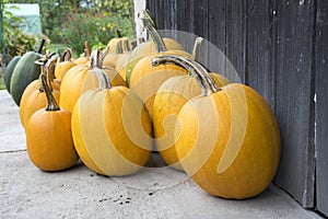 Winter squash, creeping plant, round, oblate, oval shape cucurbita pepo styriaca