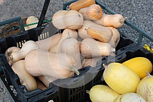 Winter Squash Displayed for Sale in a Crates