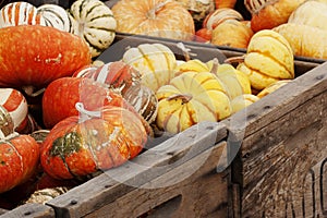 Winter Squash and Gourds