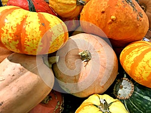 Winter Squash, multiple varieties, September harvest