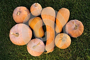 Winter squashes and pumpkins Cucurbita moschata varieties