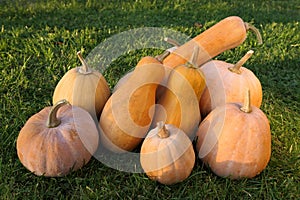 Winter squashes and pumpkins Cucurbita moschata varieties