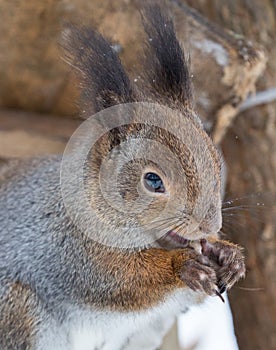 Winter squirrel close-up