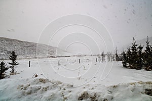 Winter storm batters a field. Rockyview County,Alberta,Canada