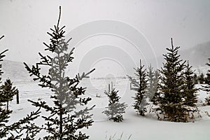 Winter storm batters a field. Rockyview County,Alberta,Canada