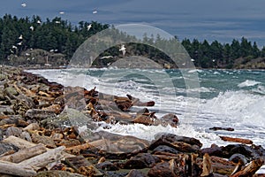 Winter storm at Esquimalt Lagoon causing splashy waves with seagulls flying at the shoreline