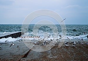 Winter storm in a sunny day in the sea. Blue sea.Winter sea