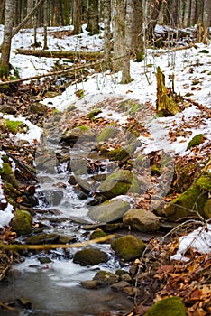 Winter Stream through a forest area