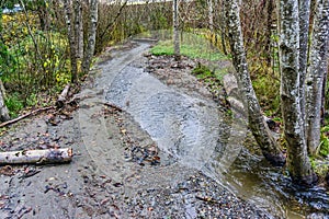 Winter Stream And Trees
