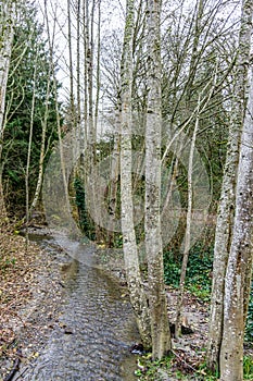 Winter Stream And Trees 3