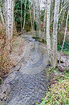 Winter Stream And Trees 2