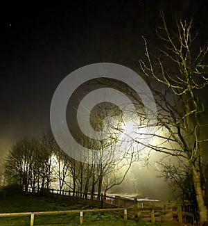 Winter street lights light up bare leafless trees