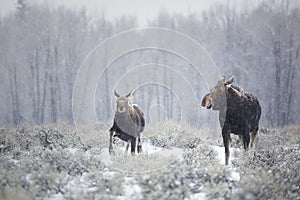 Winter Stroll