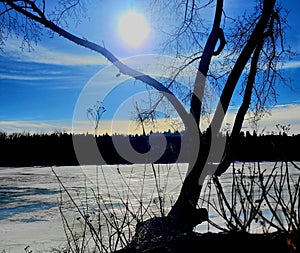 Winter sun in Alberta  the ice on the river is begining to melt and the trees stand out against the light