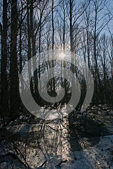 Winter sun behind bare tree trunks in a forest with ice on the floor photo