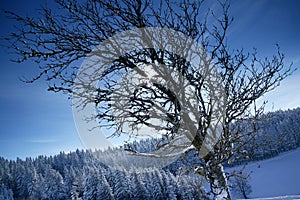 Winter sun behind brenches