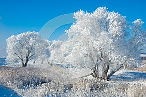 The winter sun frost. cold