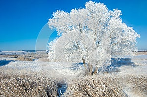 The winter sun frost. cold