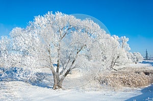 The winter sun frost. cold