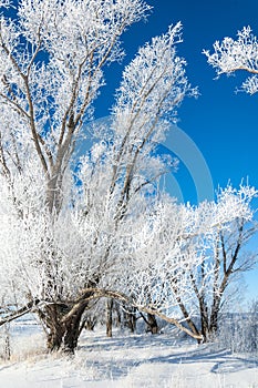 The winter sun frost. cold