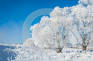 The winter sun frost. cold