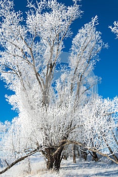 The winter sun frost. cold