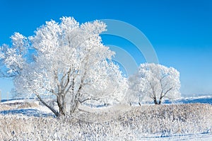 The winter sun frost. cold