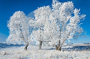 The winter sun frost. cold