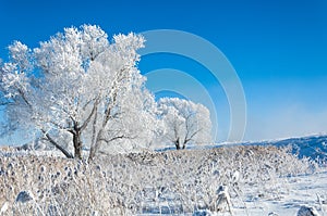 The winter sun frost. cold