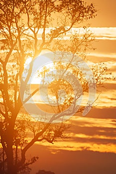 Winter by the sun, golden sun rolling behind branches of the tree, scenic clouds and sunset sky backdrop. Phukhieo, Thailand