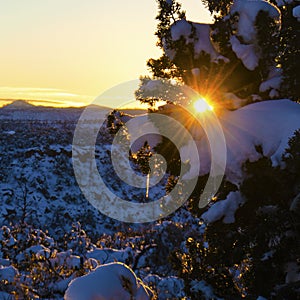 Winter sun setting through a gap in snow laden junipers in Santa Fe NM photo