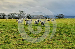 Winter sun and sheep in a grass field